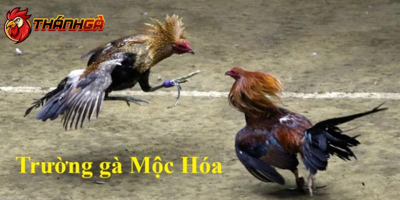 Trường gà Mộc Hóa - Sân đấu có nhiều hình thức chơi hấp dẫn