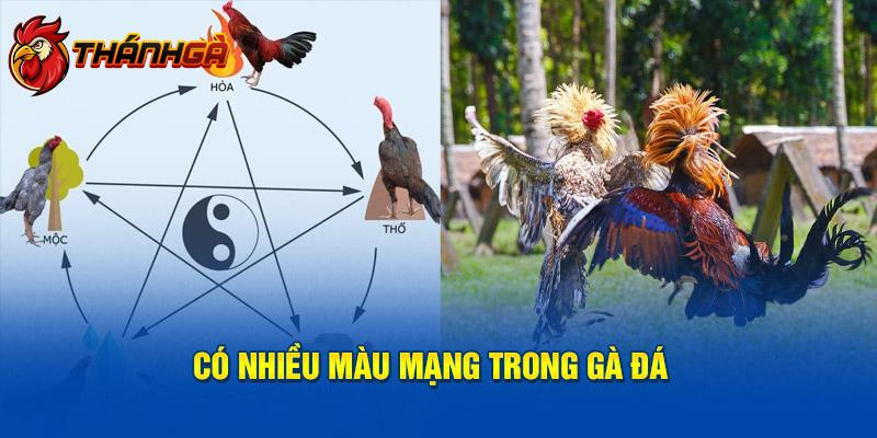 Có nhiều màu mạng trong gà đá