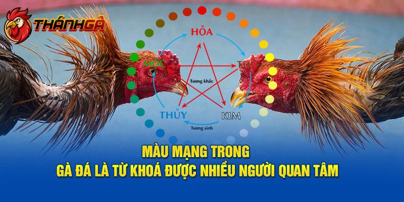 Màu mạng trong gà đá là từ khóa được nhiều người quan tâm