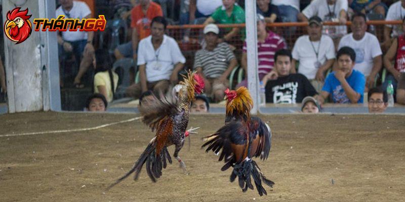 Mẹo Đá Gà Cựa Dao - Hướng Dẫn Từng Bước Để Trở Thành Cao Thủ