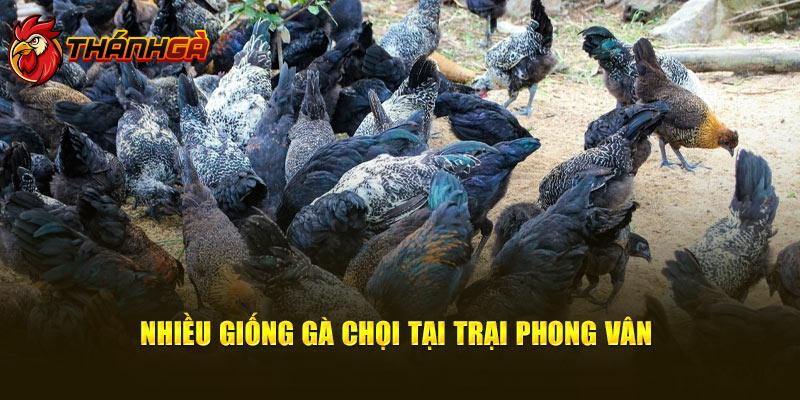 Nhiều giống gà chọi tại trại Phong Vân