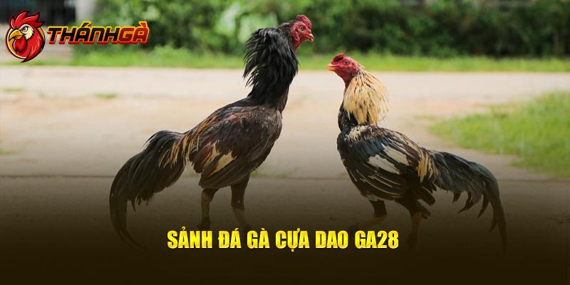 Sảnh đá gà cựa dao GA28