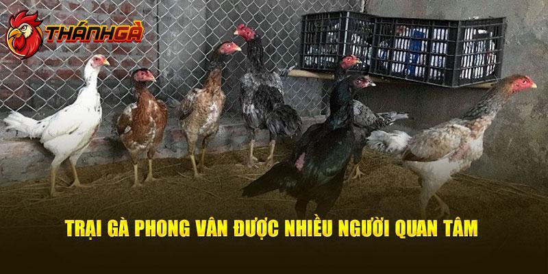 Trại gà Phong Vân được nhiều người quan tâm