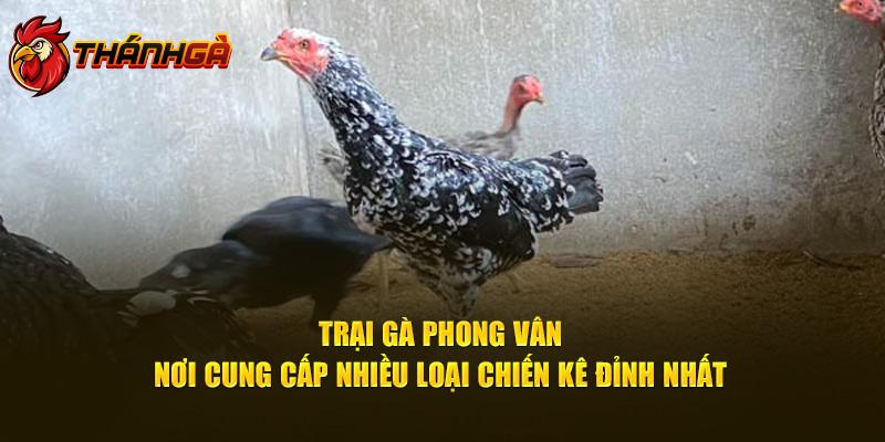 Trại Gà Phong Vân - Nơi Cung Cấp Loại Chiến Kê Đỉnh Nhất